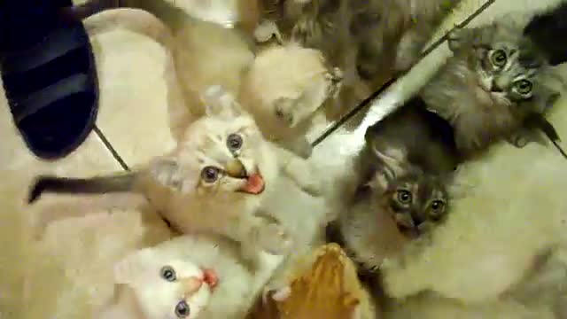Много огладнели сладки котенца .