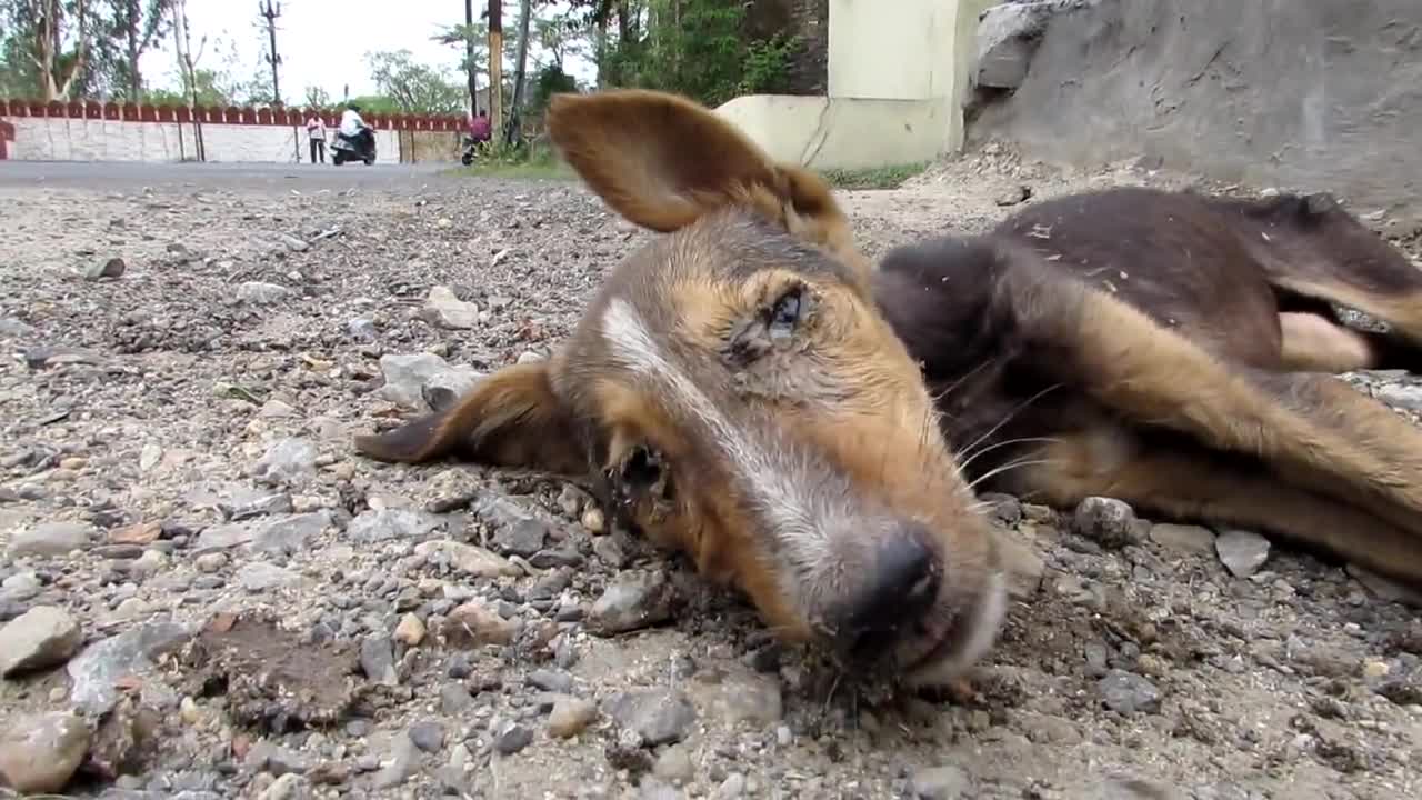 Това куче беше на крачка от смъртта , но тези благородни хора го спасиха !