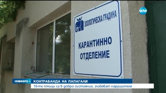 Задържаха мъж за контрабанда на папагали-жако