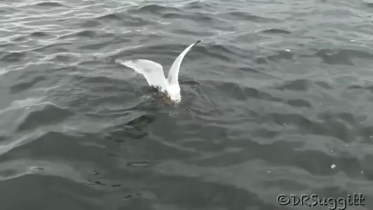 Чайка се брани в смъртоносна битка от невестулка във водата !