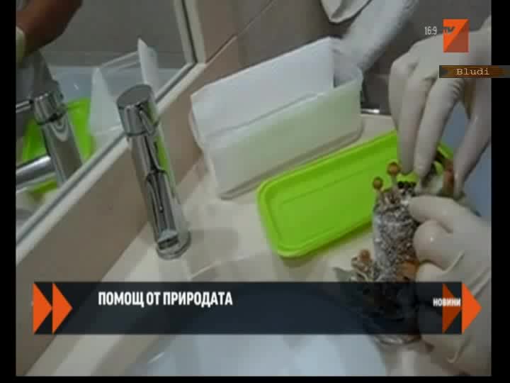 Гъби, които ядат пластмаса!