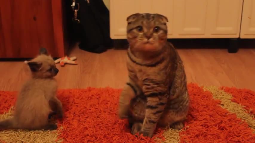 Котето с проницателния поглед си играе с балончета:)