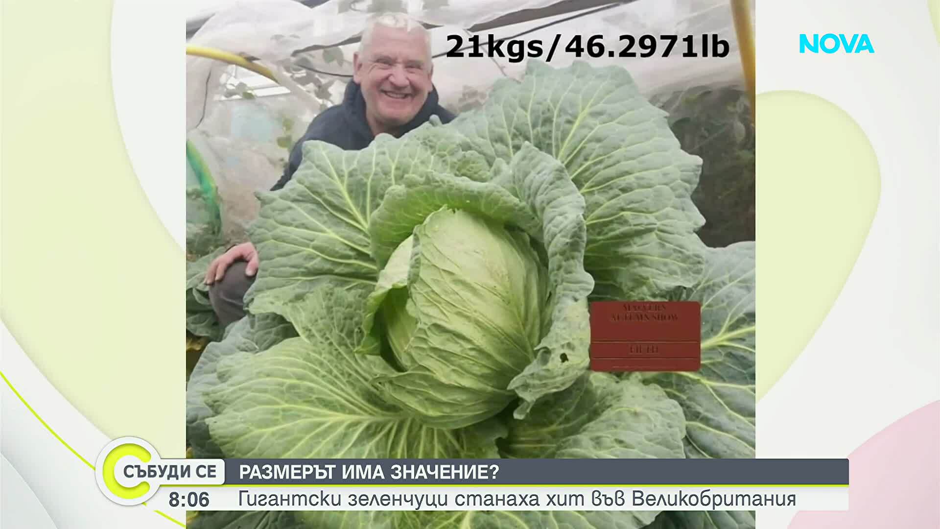 Британци отглеждат гигантски зеленчуци и чупят световни рекорди