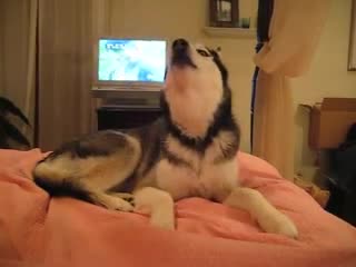 Сладко хъски казва I love you !