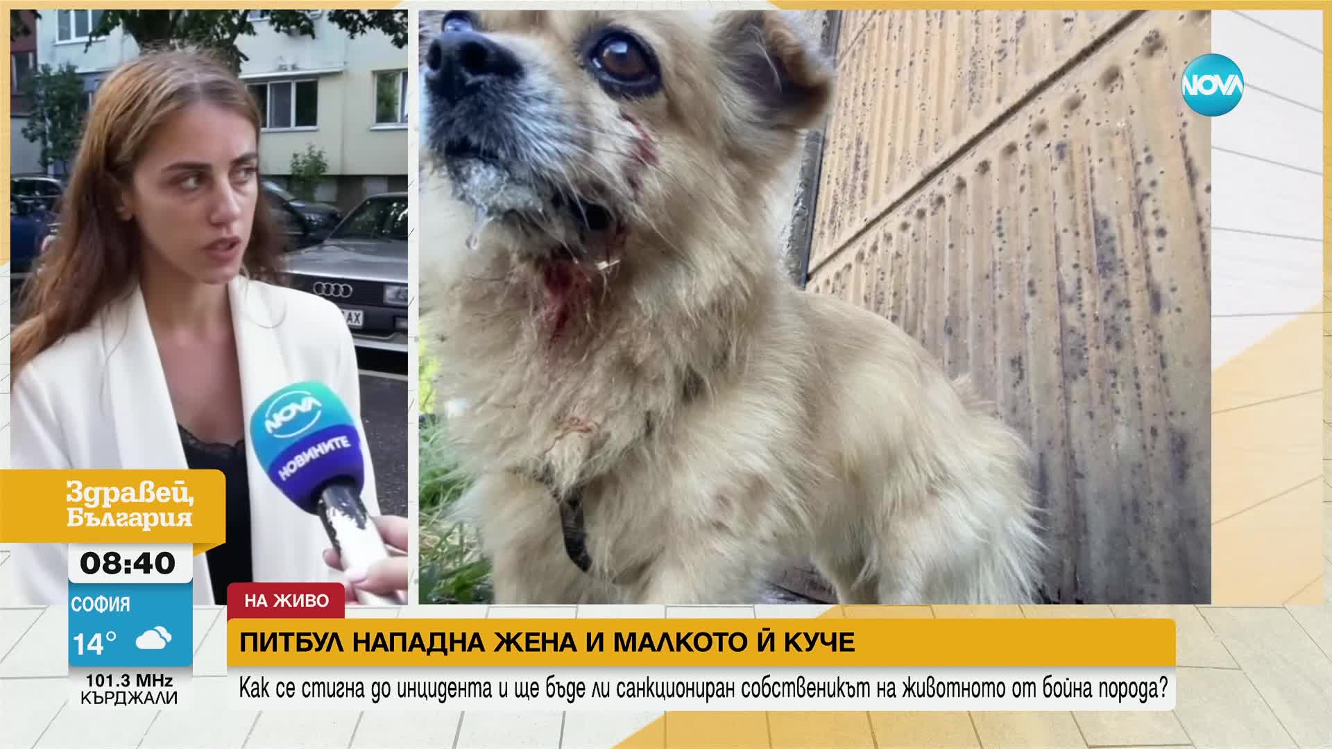 Питбул нападна жена и малкото й куче във Враца