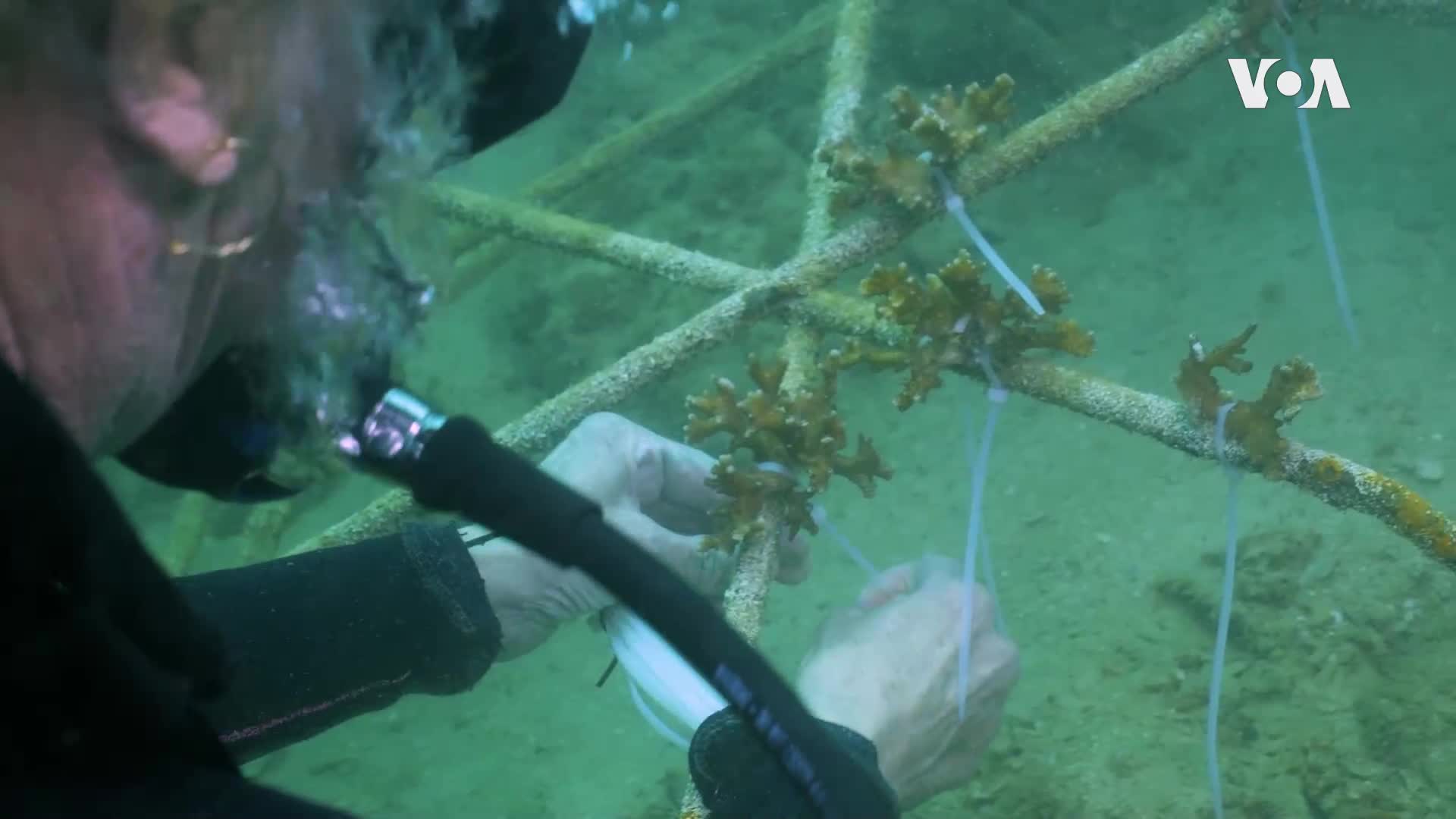 3D технология: Нов начин за възстановяване на кораловите рифове