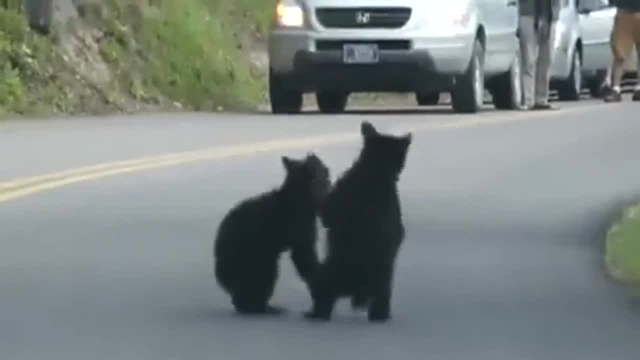 Две мечета си играят на шосето, колите чакат...