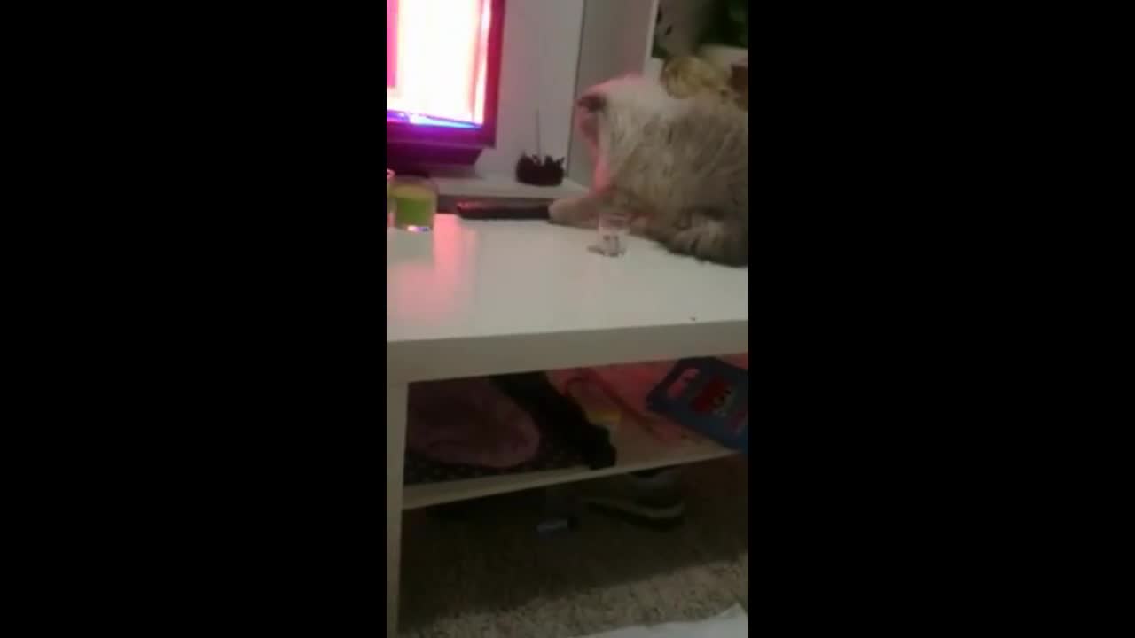 Ето защо някои котки за кретени!