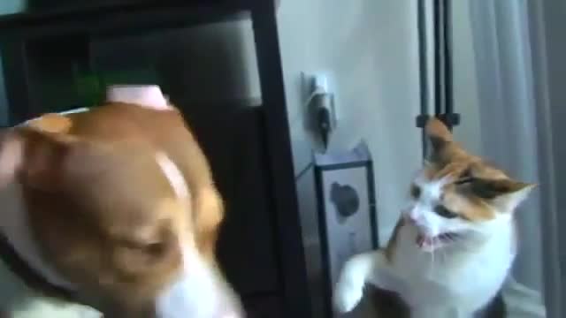Коте раздава крушета на забавен кадър!