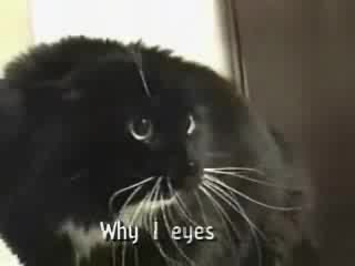 Уникално Надрусана котка говори