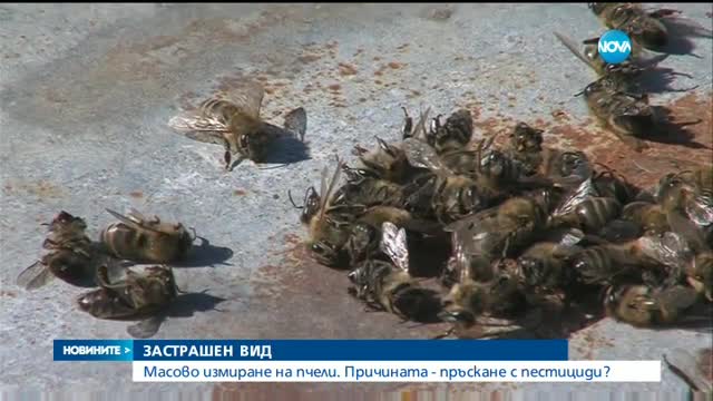 Новините на NOVA (22.02.2017 - централна емисия)