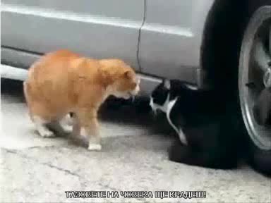 Котка се кара на друга котка (100% смях )
