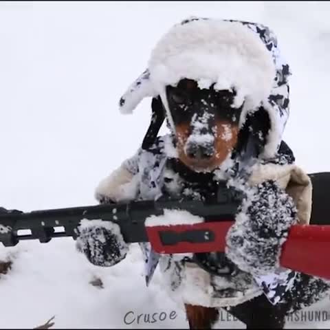 Кучето Крузо на лов