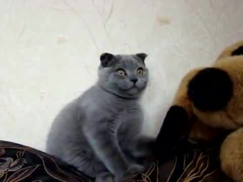Сладко котенце се плези - :*