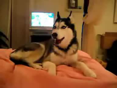 Куче Казва Обичам Те