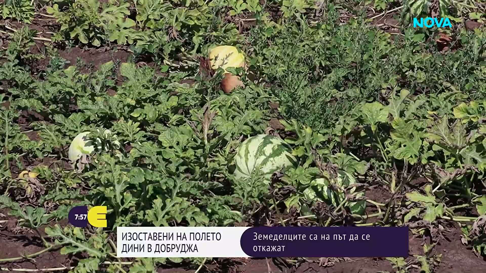Свръхпроизводство и евтин внос оставиха реколтата от дини и пъпеши по полетата