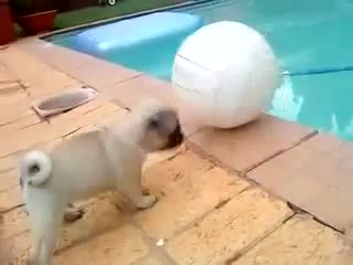 На това кученце не му се получи нещо смях !!!