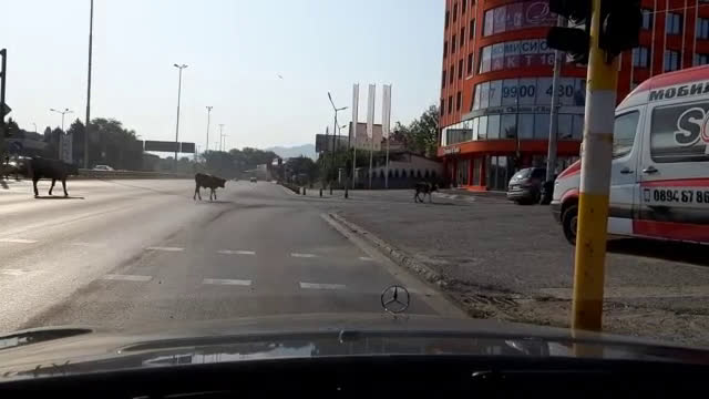 Крави на бул. "Цариградско шосе"