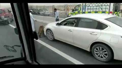 Тигър изпада от камион в Катар