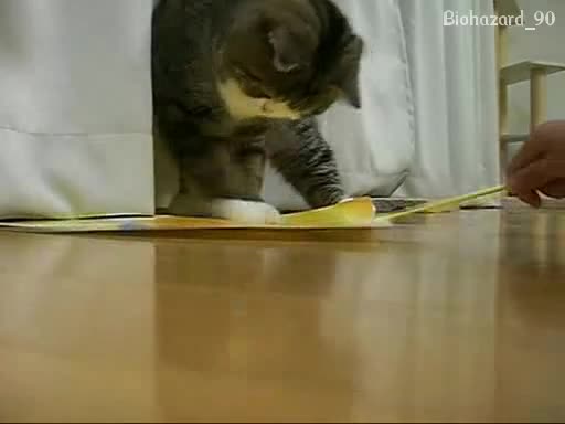 Лудото коте удря крошета на картон