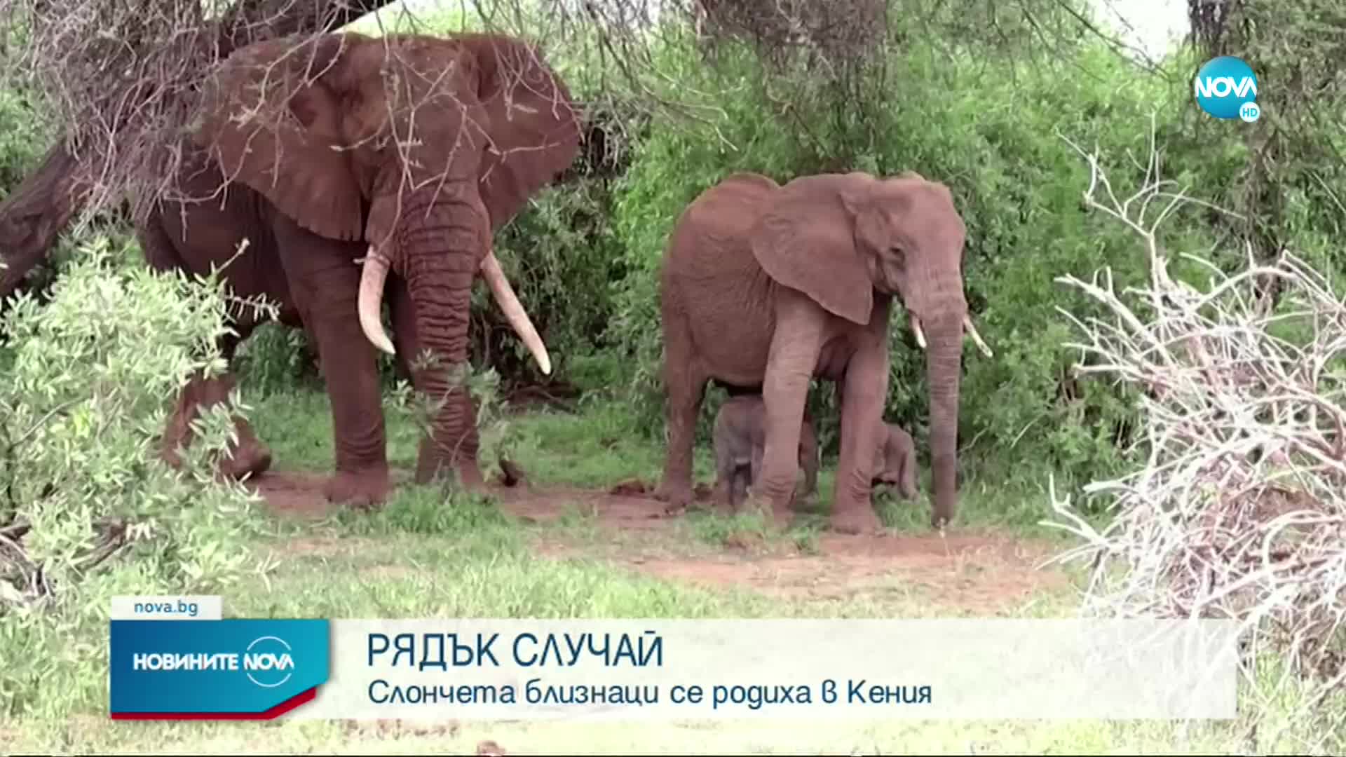 Слончета близнаци се родиха в Кения