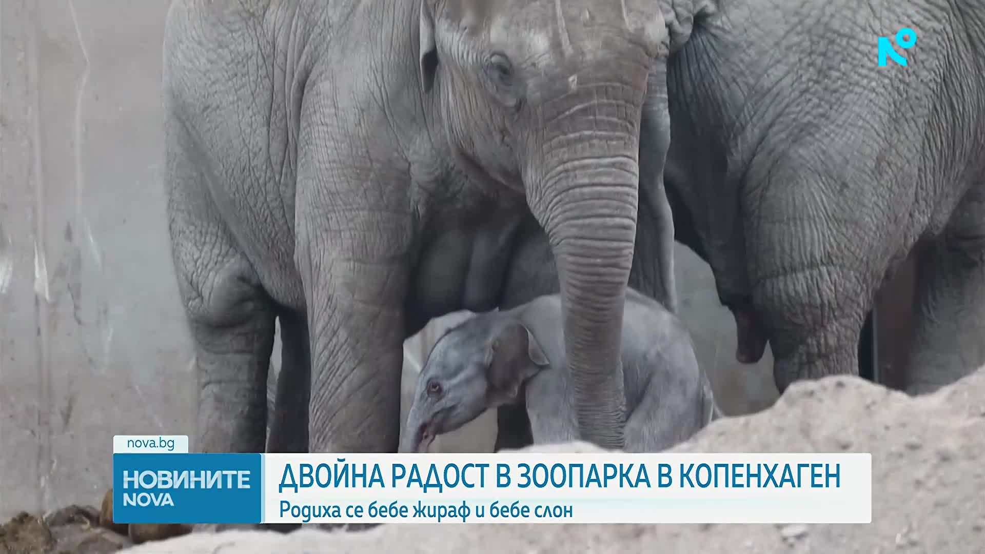 Жирафче и слонче се родиха в зоопарка в Копенхаген (ВИДЕО)