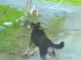 Котка защитава куче