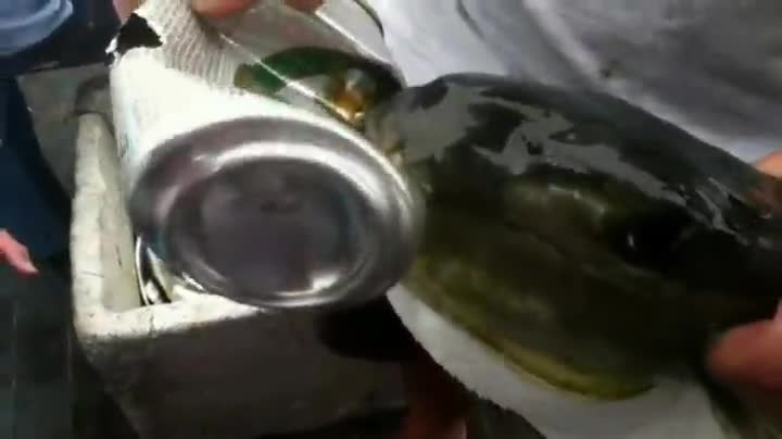 Риба с желязна захапка , ръфа бирено кенче!