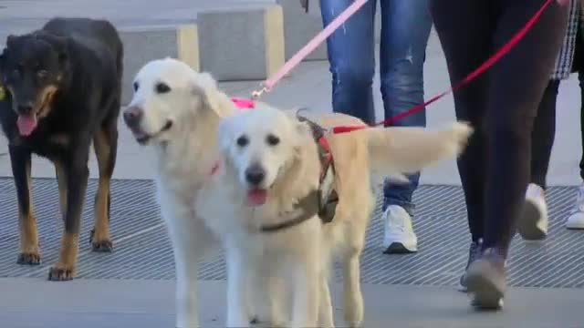 Стотици кучета на традиционната новогодишна разходка в Мадрид