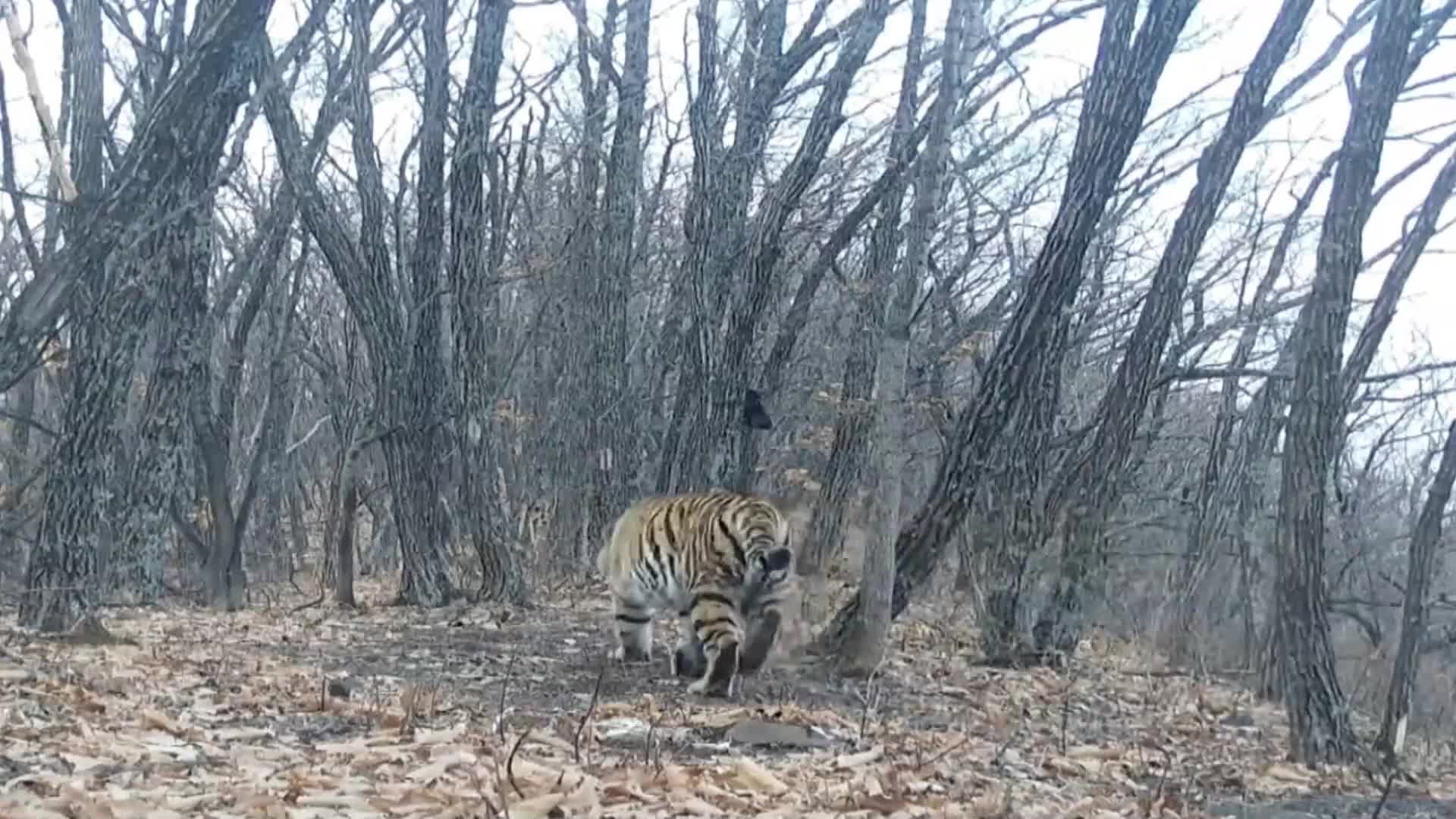 Рядка гледка: Заснеха тигрица от застрашен вид в природен парк в Китай (ВИДЕО)