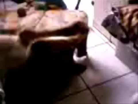 Немска Овчарка