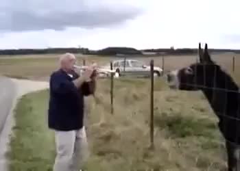 Вижте едно музикално магаре и после кажете че те нямат музикален нюх!