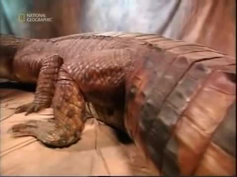 Така като гледате този крокодил, чудите ли се дали изобщо нещо има шанс да оцелее, ако го срещне?.