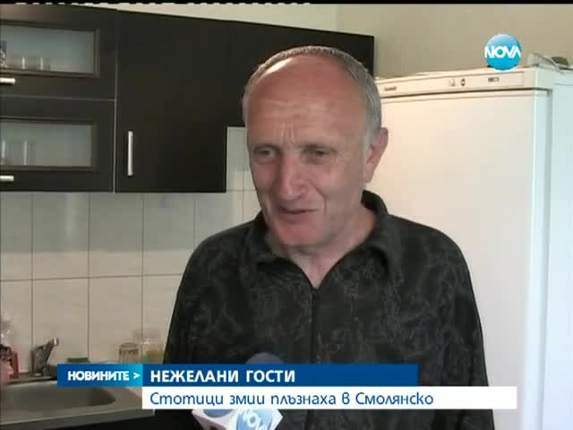 Стотици змии всяват страх в смолянско село - Новините на Нова
