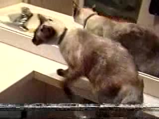Котка отваря врата