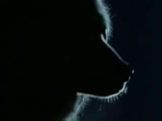 Wolf song - Shamanic Version
