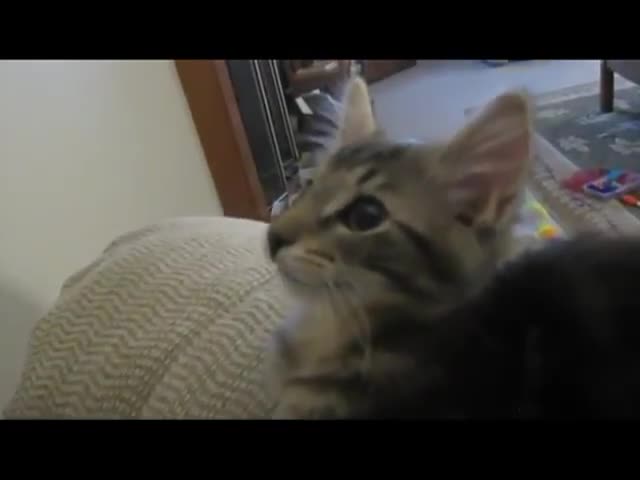Котка се мисли за коза-смях