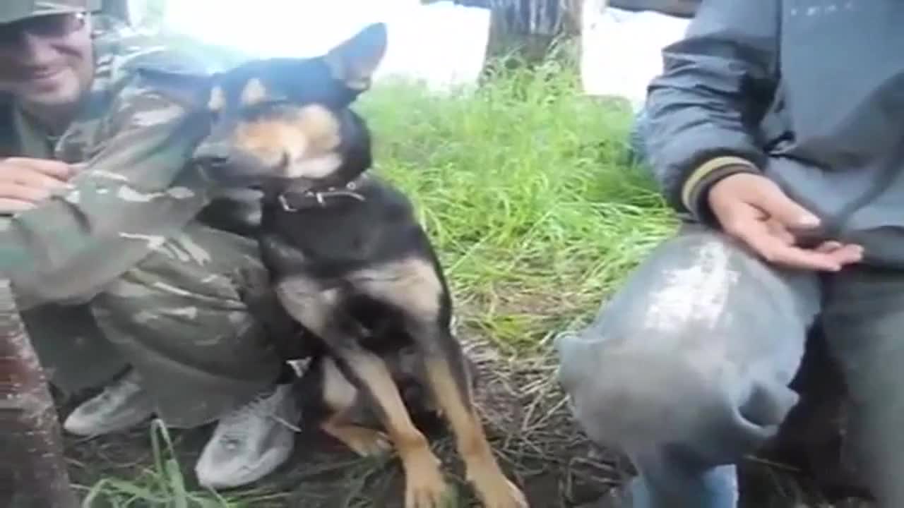 Сънено куче се опитва да остане будно