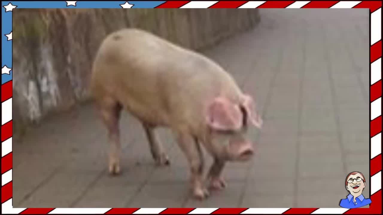 Това може да се види само в България #7