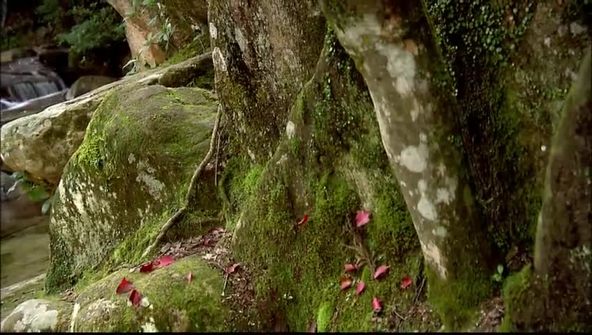 Красотата на Япония - The Beauty Of Japan 