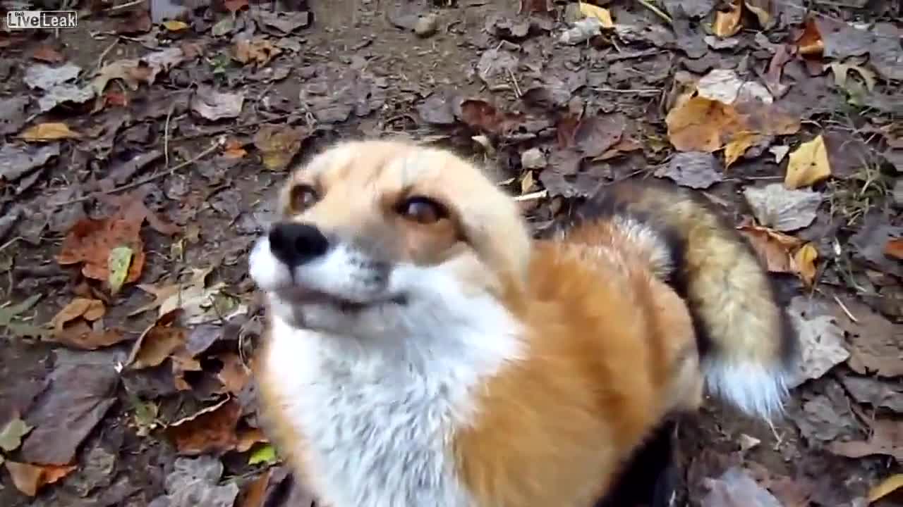 Опитомено лисиче си играе със стопанина си