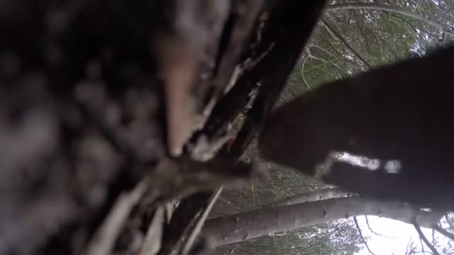 Орел свали дрон в Австралия - Melbourne Aerial Video