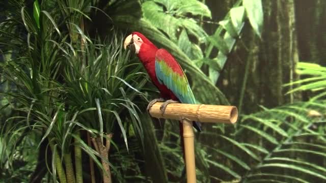 Екзотични папагали на изложба в София