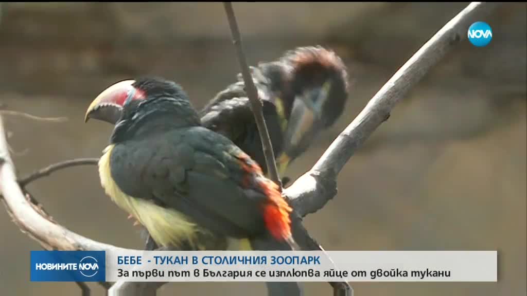 Бебе-тукан се излюпи в зоопарка в София