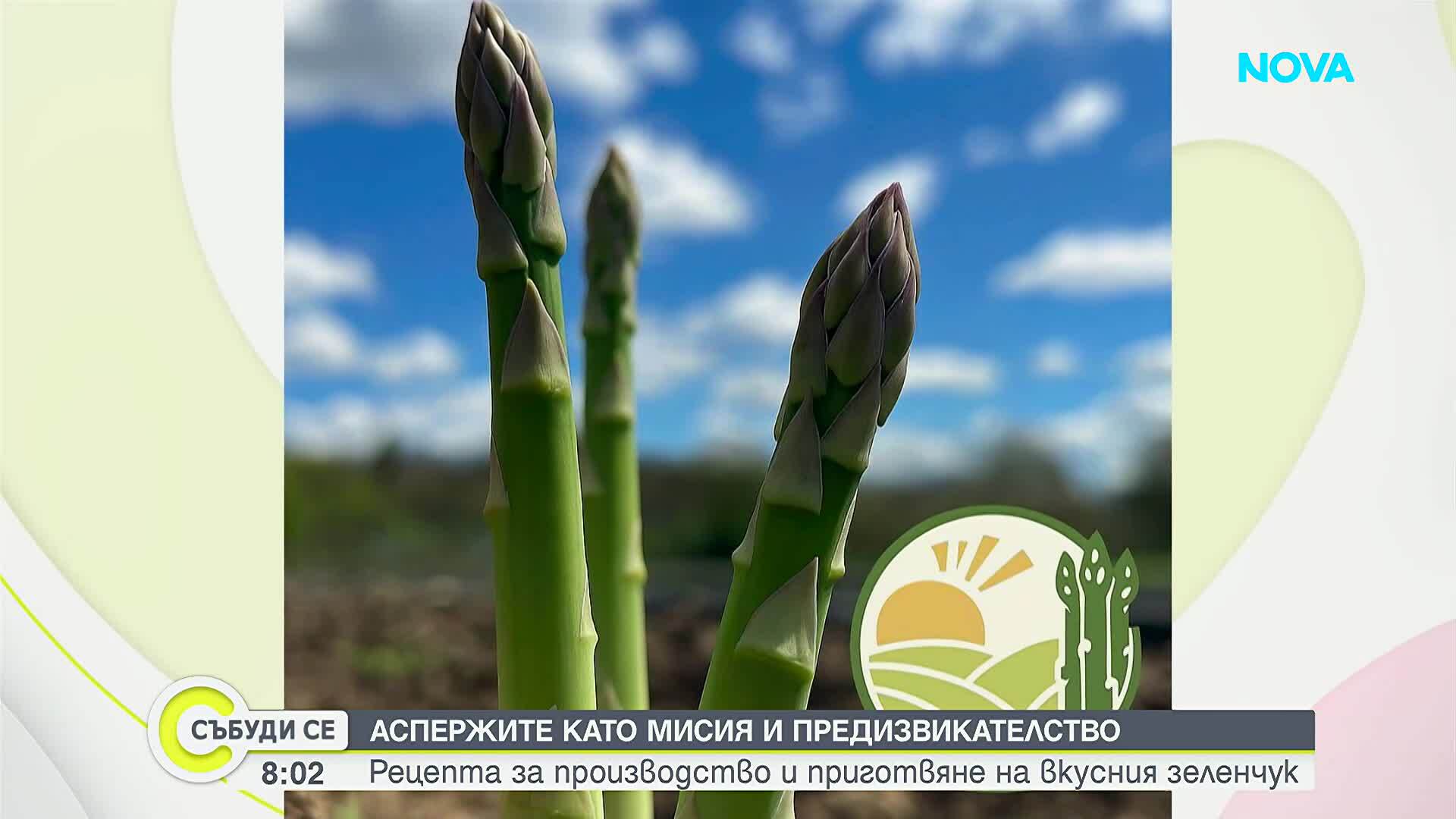 Аспержите като мисия: Млади фермери превръщат екзотичния зеленчук в успешен бизнес