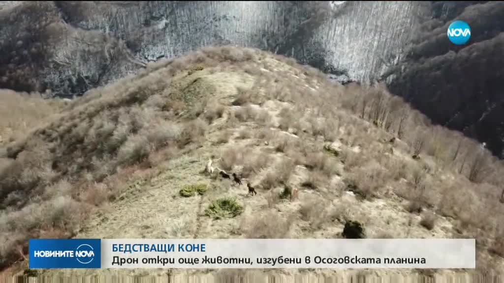 БЕДСТВАЩИ КОНЕ: Дрон откри още животни, изгубени в Осоговската планина