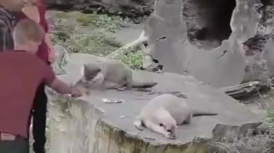Супер яко видео ! И между животните май има комарджии ! Внимавайте за парите си !