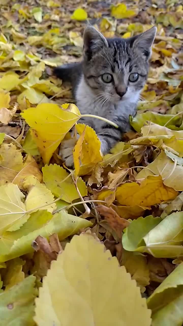 Коте