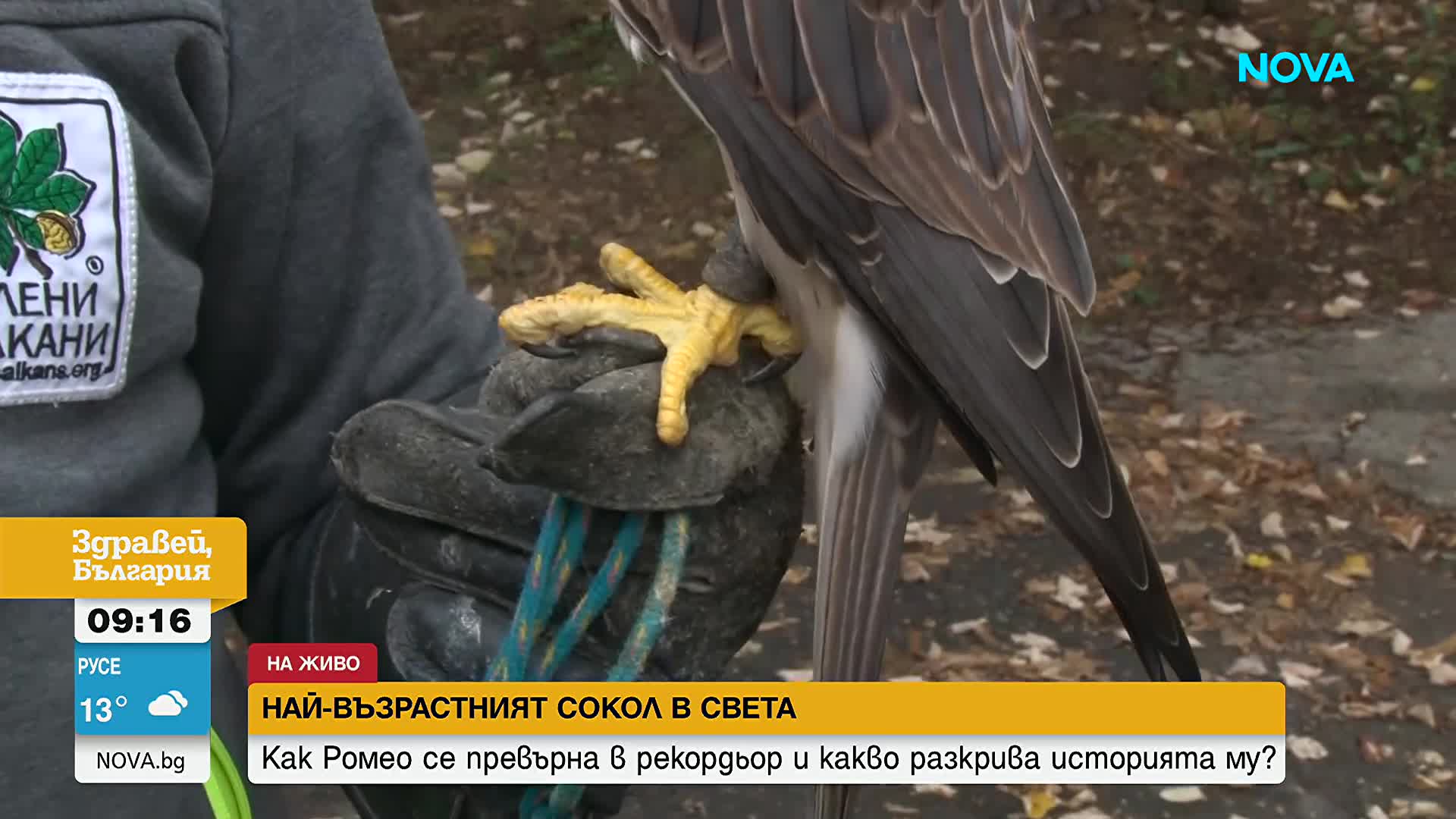 На 32-годишна възраст Ромео е най-възрастният научно документиран ловен сокол