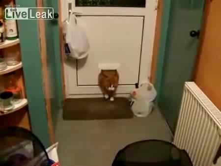 Мъката На Една Дебела Котка